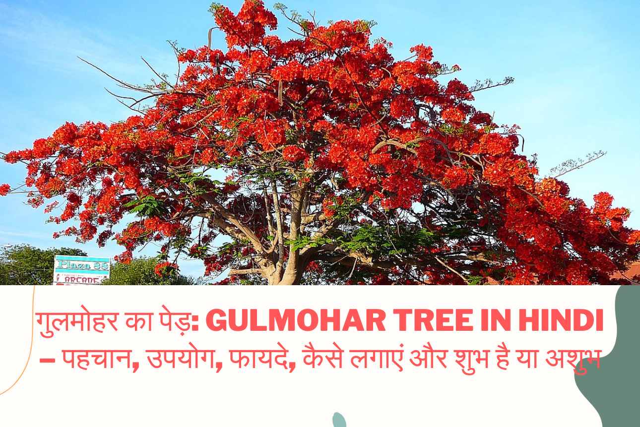 Gulmohar tree in Hindi