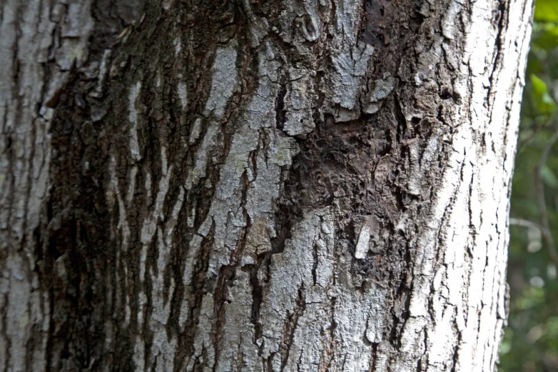 Mahogany tree images
