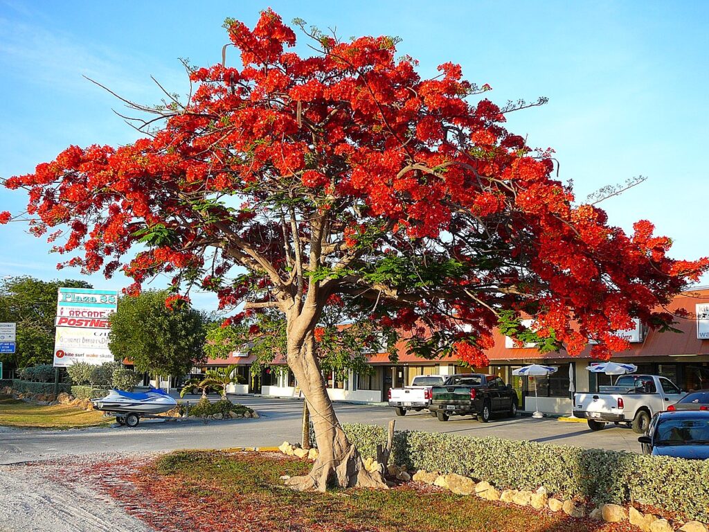 photos of gulmohar tree