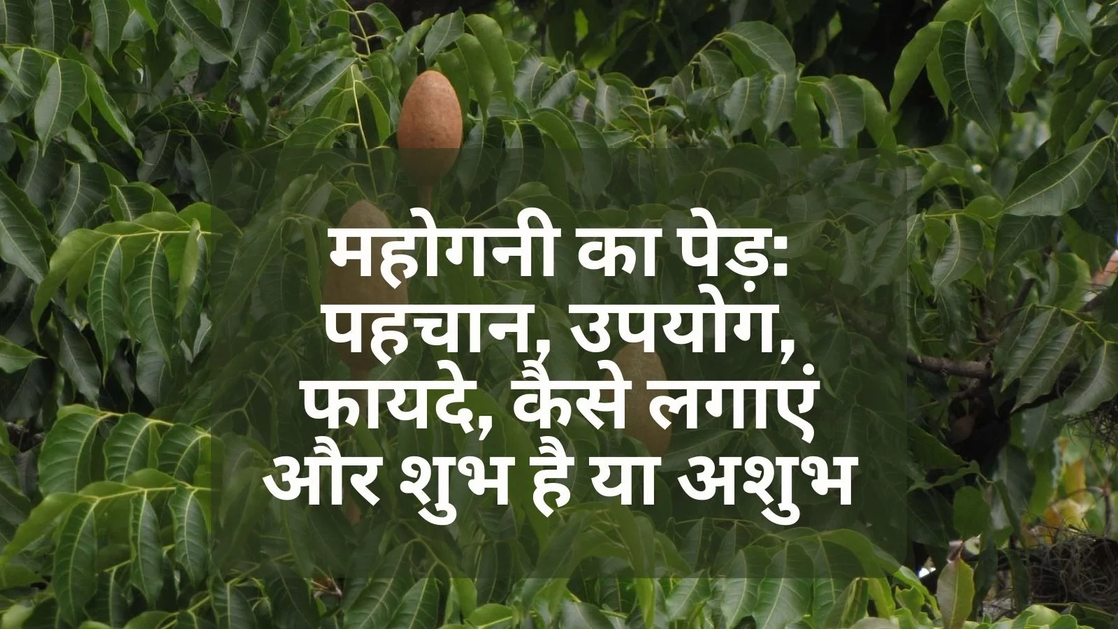 Mahogany tree in hindi
