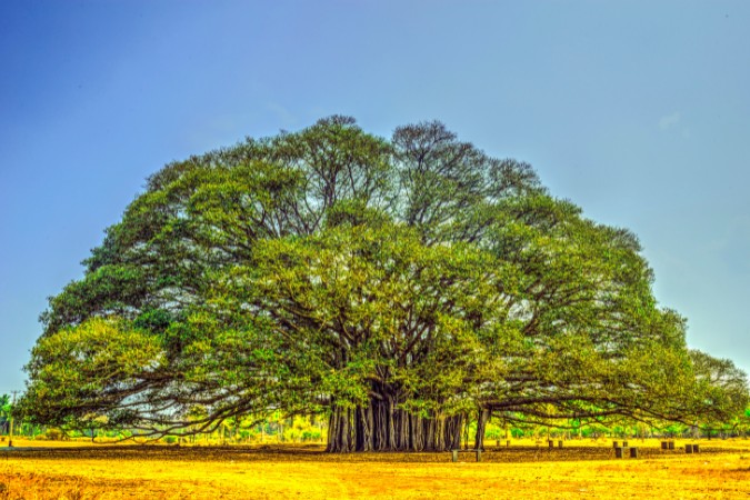 बरगद का पेड़ - Bargad Ka Ped: कैसा होता है, उसके 10 फायदे