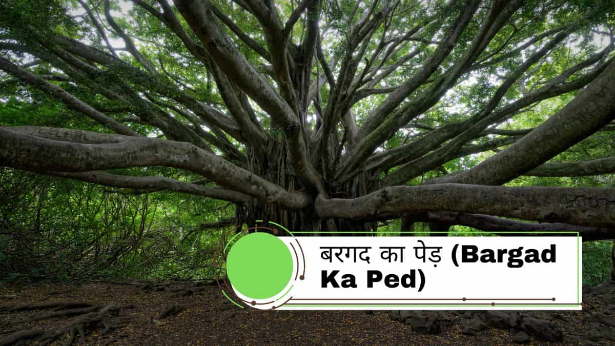 बरगद का पेड़ (Bargad Ka Ped): क्यों लगाना चाहिए, कैसा होता है, और उसके अनोखे फायदे