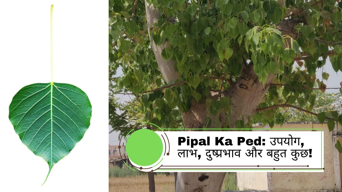 Pipal Ka Ped: उपयोग, लाभ, दुष्प्रभाव और बहुत कुछ!