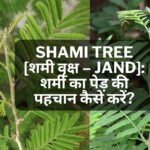 Shami Ka Ped | शमी का पेड़ | Shami Ka Paudha: शमी का पेड़ <a href='https://thenewsites.com/daily-hindi-current-affairs-of-24-october-2023' target='_blank'>की</a> पहचान कैसे करें?
