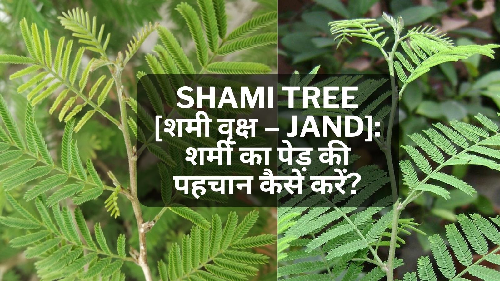 Shami Ka Ped | शमी का पेड़ | Shami Ka Paudha: शमी का पेड़ की पहचान कैसे करें?