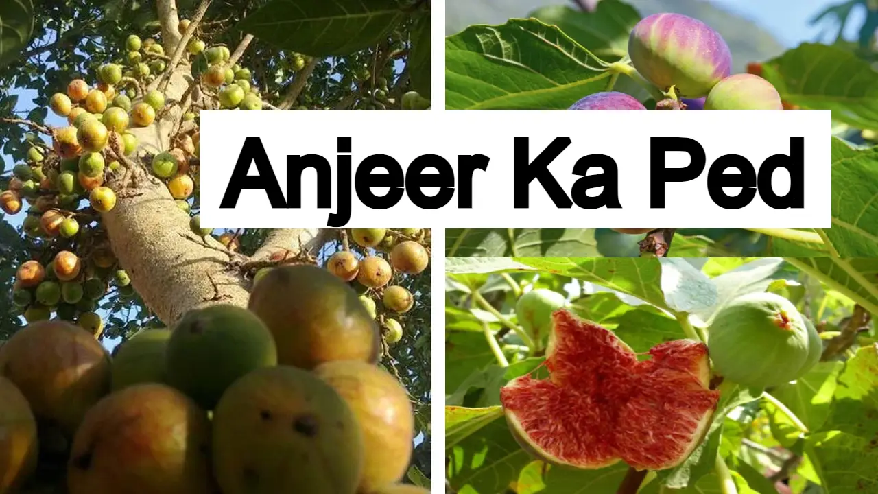 Anjeer Ka Ped: अंजीर के पेड़ के औषधीय और आहार गुण