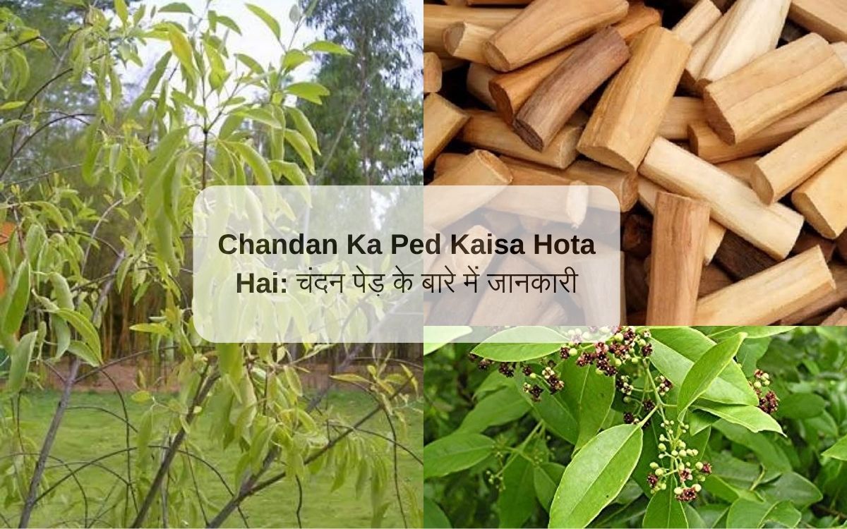 Chandan Ka Ped Kaisa Hota Hai: चंदन पेड़ के बारे में जानकारी