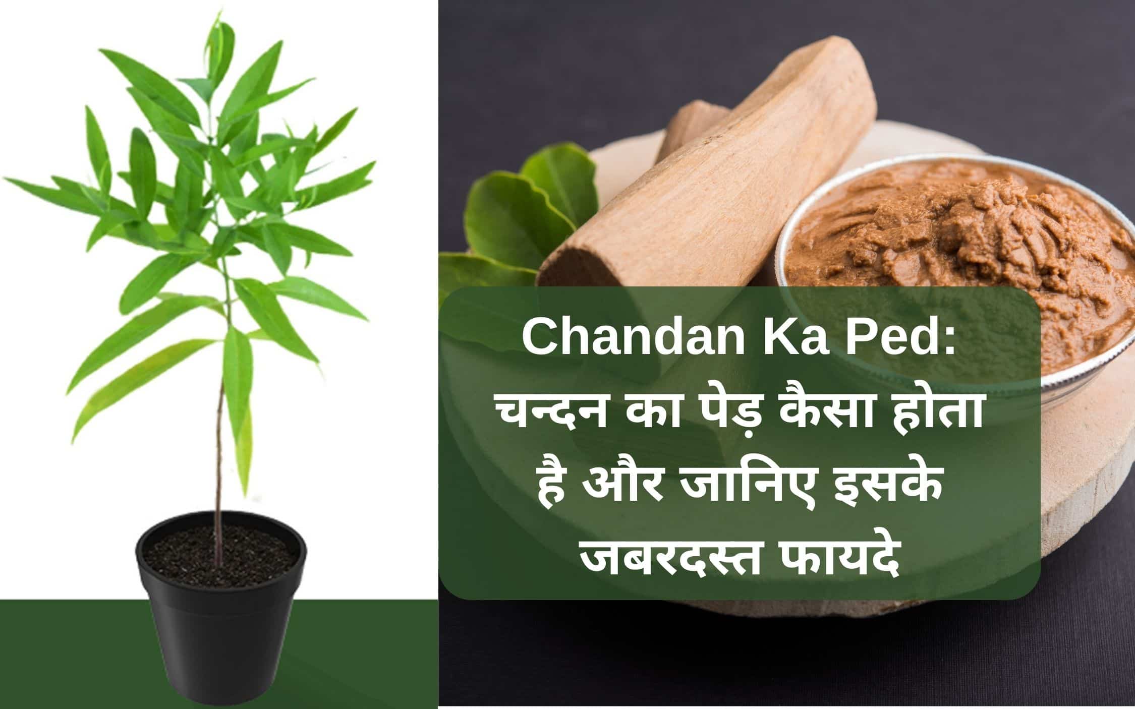 Chandan Ka Ped: चन्दन का पेड़ कैसा होता है और जानिए इसके जबरदस्त फायदे