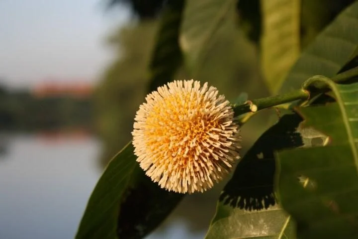 Kadam ka Ped का फूल कैसा होता है